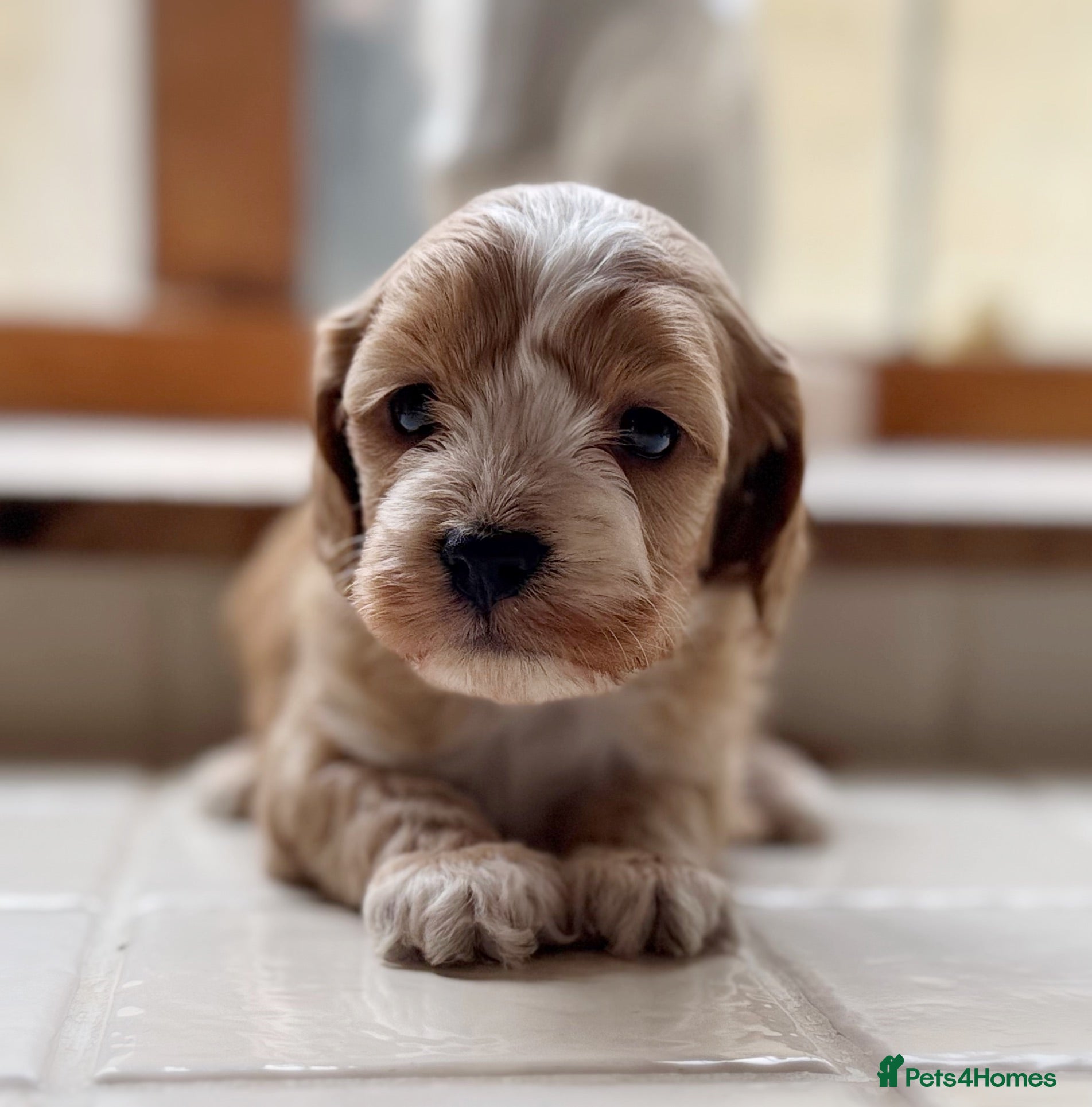 Cockapoo dogs Exceptional health tested cockerpoo Puppies - Advert 1