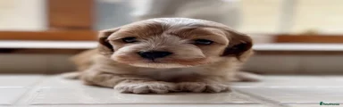 Cockapoo 3