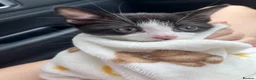 Bramble cats for sale: Kittens for sale  in Hamilton - Advert 20
