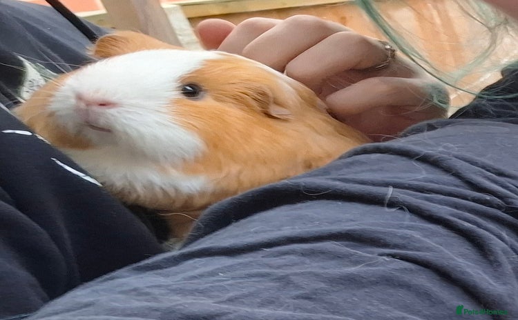 Guinea Pig rodents - Advert 12
