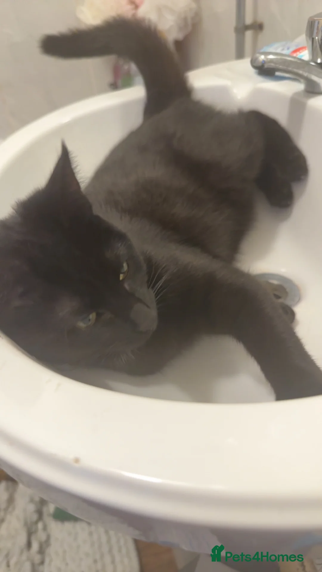 Mixed Breed cats for sale: 2 females for rehome - Advert 10