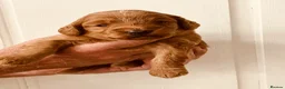 Sproodle dogs for sale: Beautiful Red & Apricot Sproodles - Advert 24