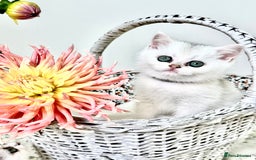 British Shorthair cats for sale: 🩵Silver shaded British short hair kitten 🩵 - Image 1