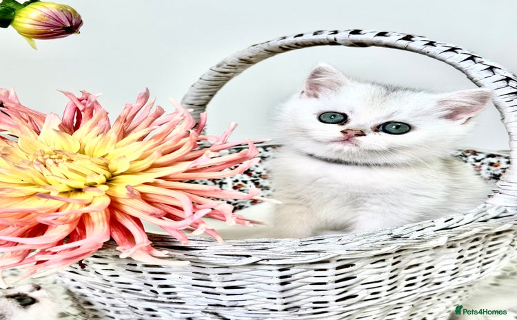 British Shorthair cats - Advert 1