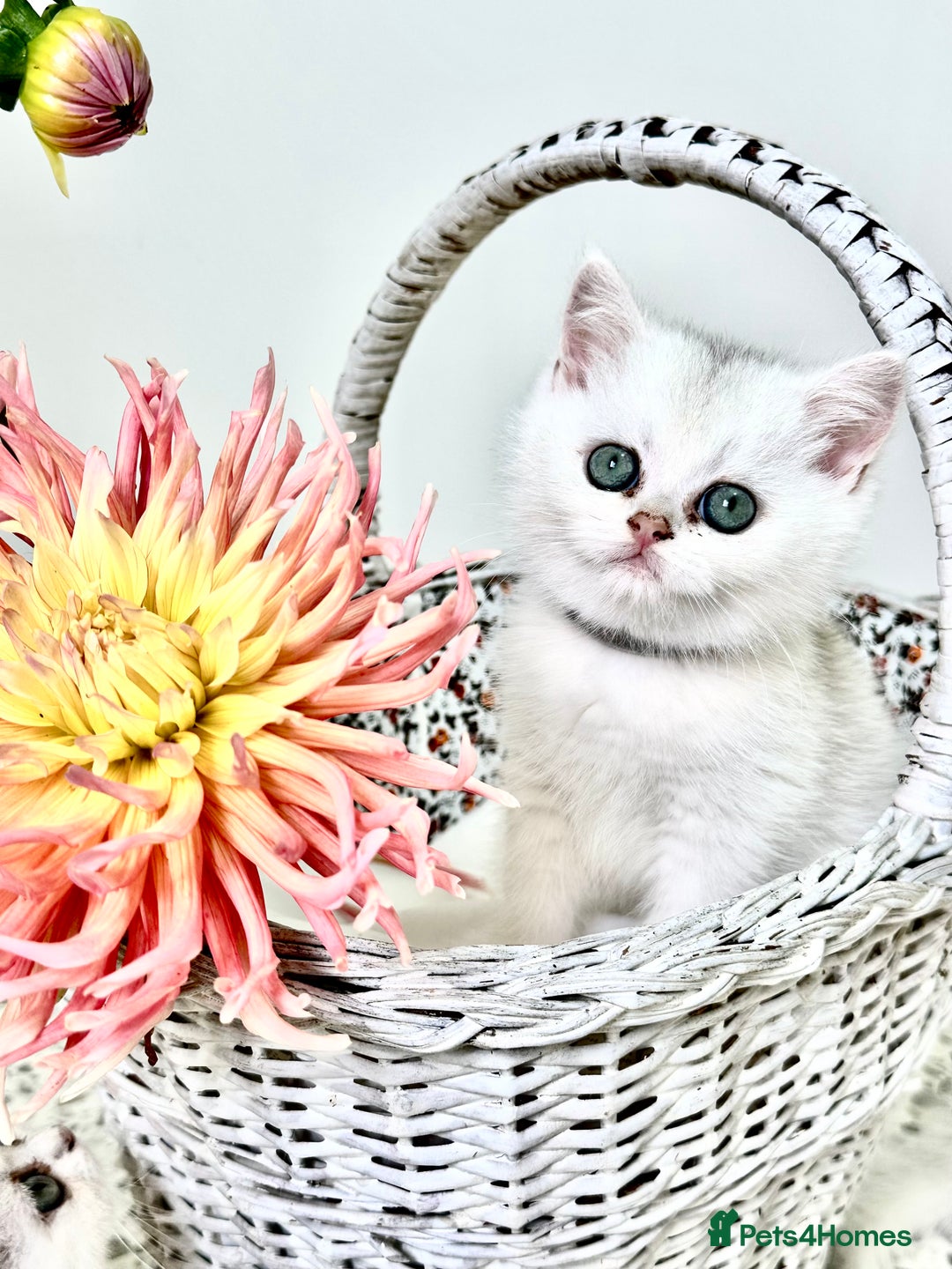 British Shorthair cats for sale: 🩵Silver shaded British short hair kitten 🩵 - Image 1