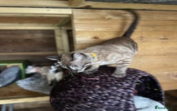 Bengal cats for sale: Sibling Bengals  - Image 13