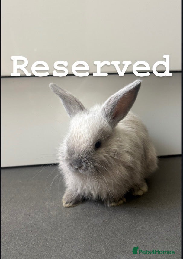 Mixed Breed rabbits Gorgeous Dwarf Netherland cross Mini Lop Bunnies - Advert 2
