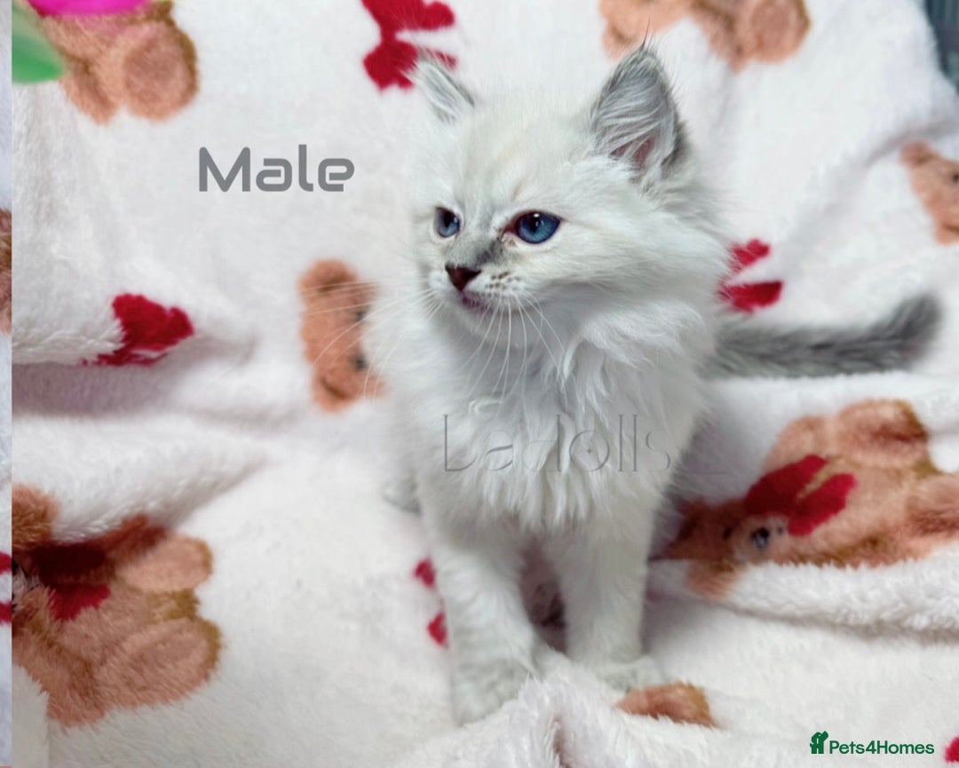 Ragdoll cats for sale: 🐾 Beautiful Blue-Eyed Kittens Available 🐾 - Advert 3