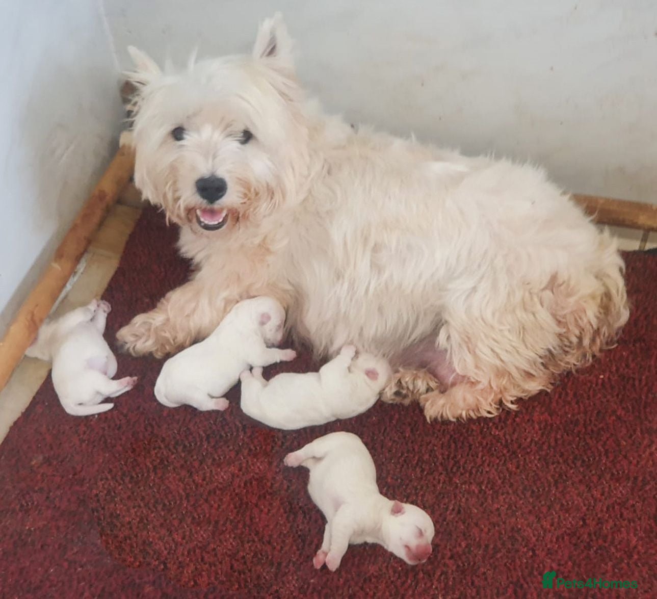 West Highland Terrier dogs for sale: Westdrew Westies - 5 star licensed breeder - Advert 1