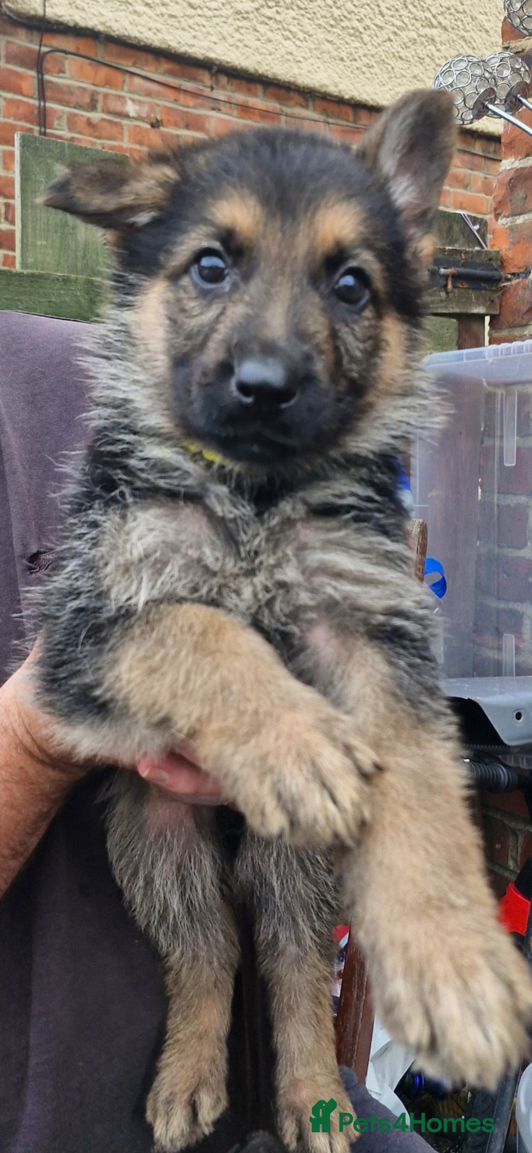 German Shepherd dogs for sale: KC German Shepherd pups LAST 2 BOYS! - Image 31