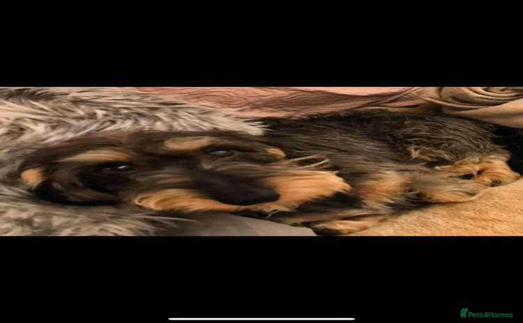 Dachshund dogs - Advert 16