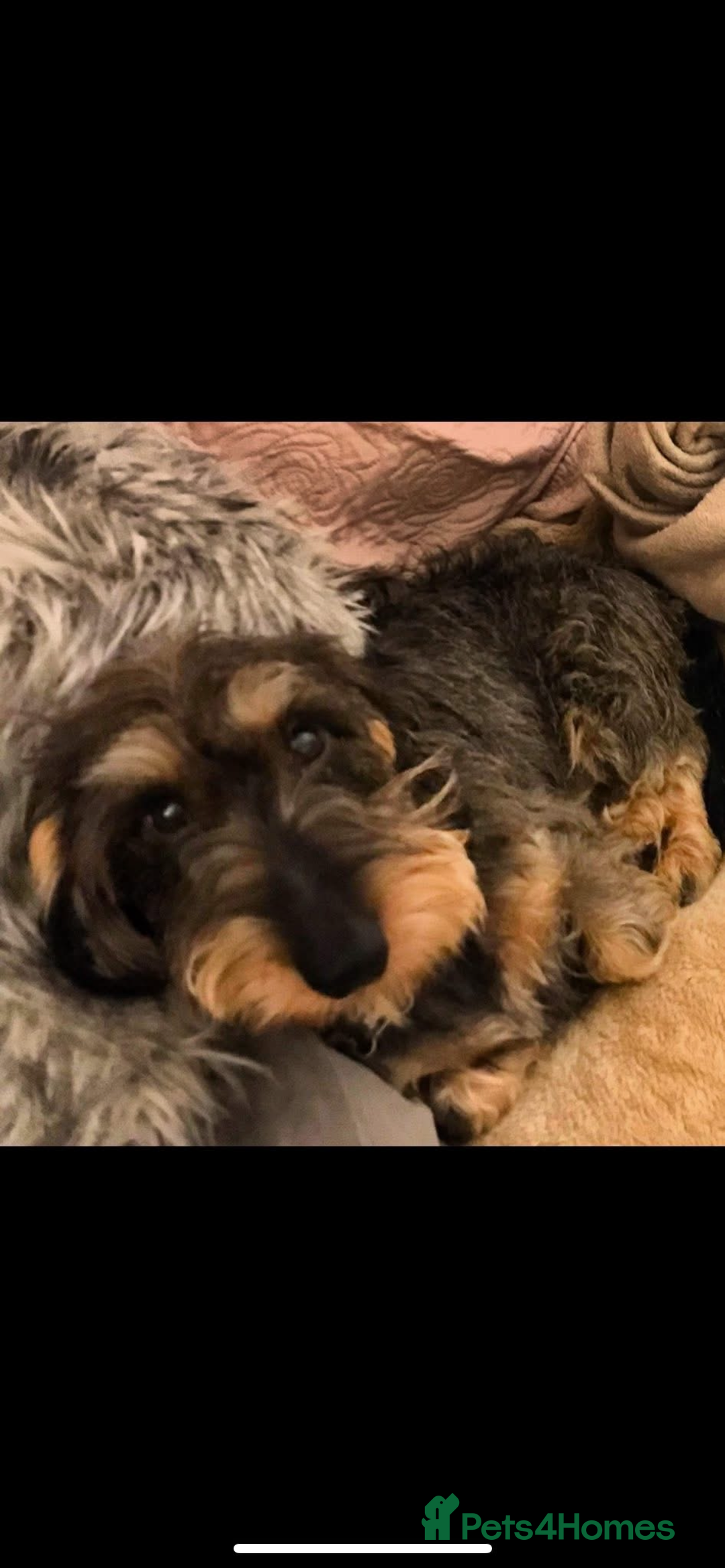Dachshund dogs for sale: Herman Dachshund  - Image 1