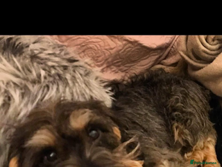 Dachshund dogs - Advert 9