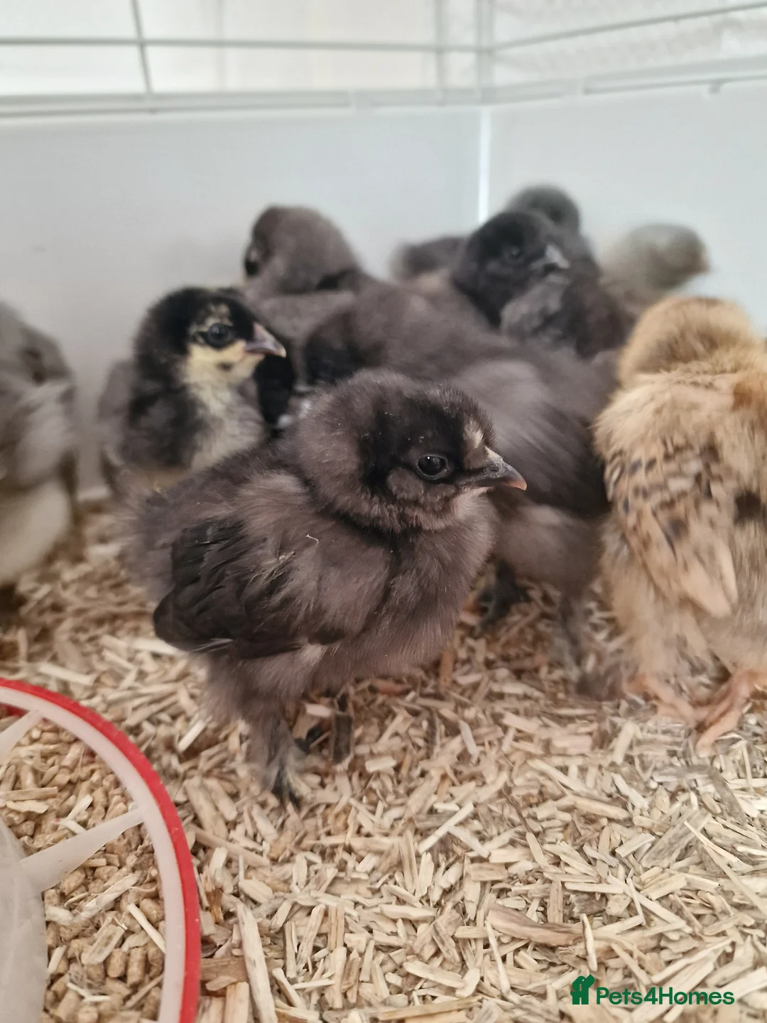 Chickens poultry for sale: Adorable Mixed Silkie chicks and pekin chicks  - Advert 15