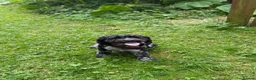 Cockapoo dogs for sale: Mack  in Workington - Advert 4