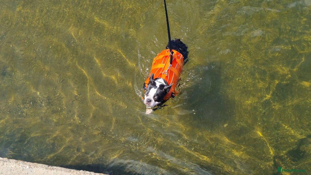 Boston Terrier dogs for stud: KC Reg Boston Terrier for Stud - Image 11