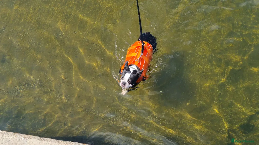 Boston Terrier dogs for stud: Proven KC Reg Boston Terrier for Stud - Advert 11