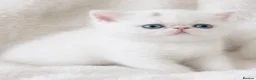 Exotic cats for sale: Extremely rare exotic female kitten - Advert 15
