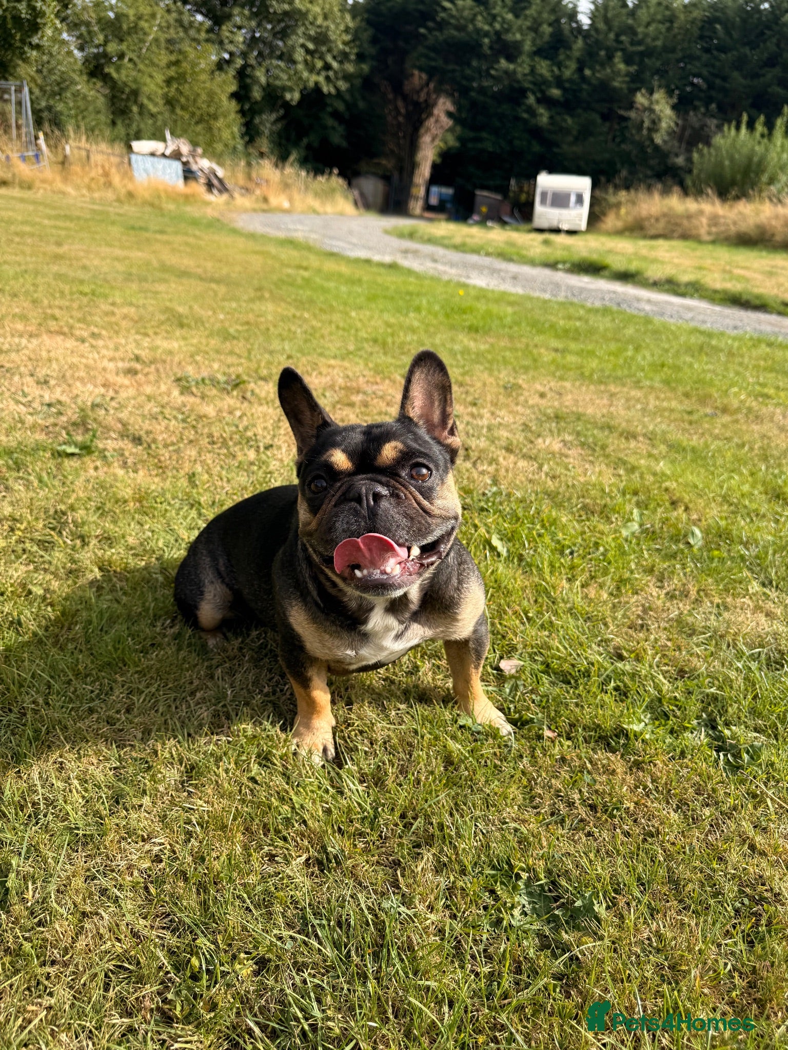 French Bulldog dogs 🧡🧡2 year old French Bulldog🧡🧡  - Advert 5