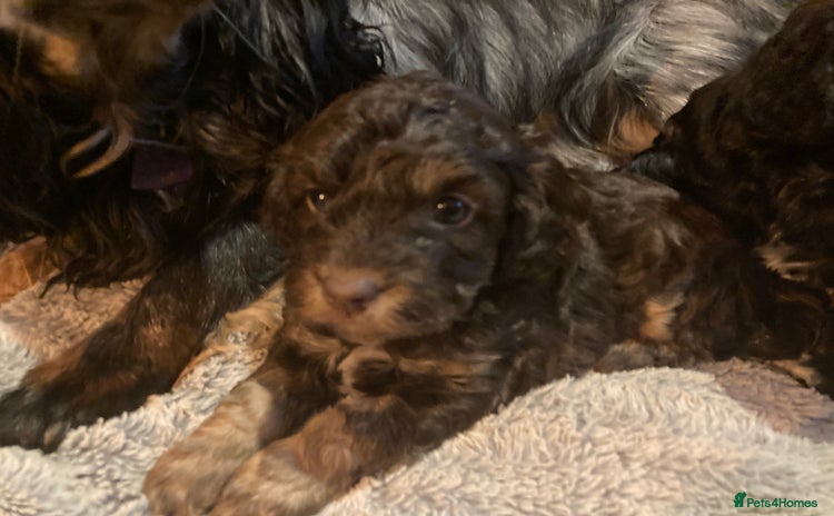 Cockapoo dogs - Advert 4