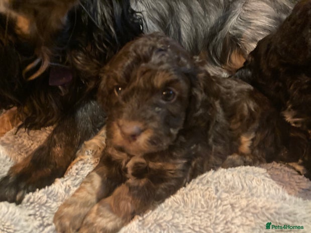 Cockapoo dogs - Advert 4