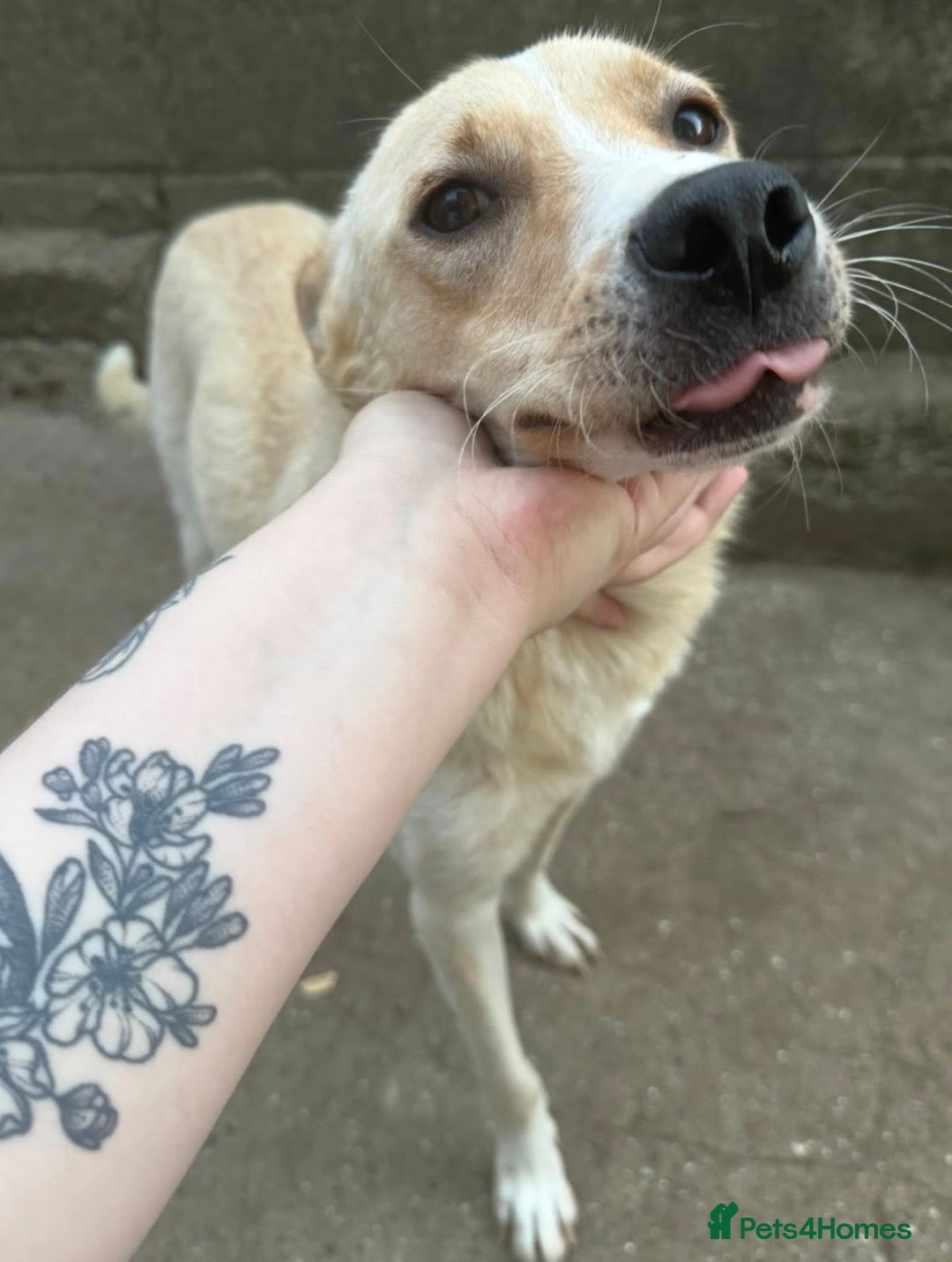 Mixed Breed dogs for adoption: ❤️ Fia ❤️ - Image 4