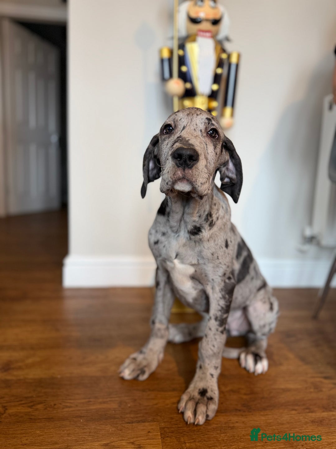 Great Dane dogs for sale: “””””REDUCED””””kc registered Great Danes  - Advert 7