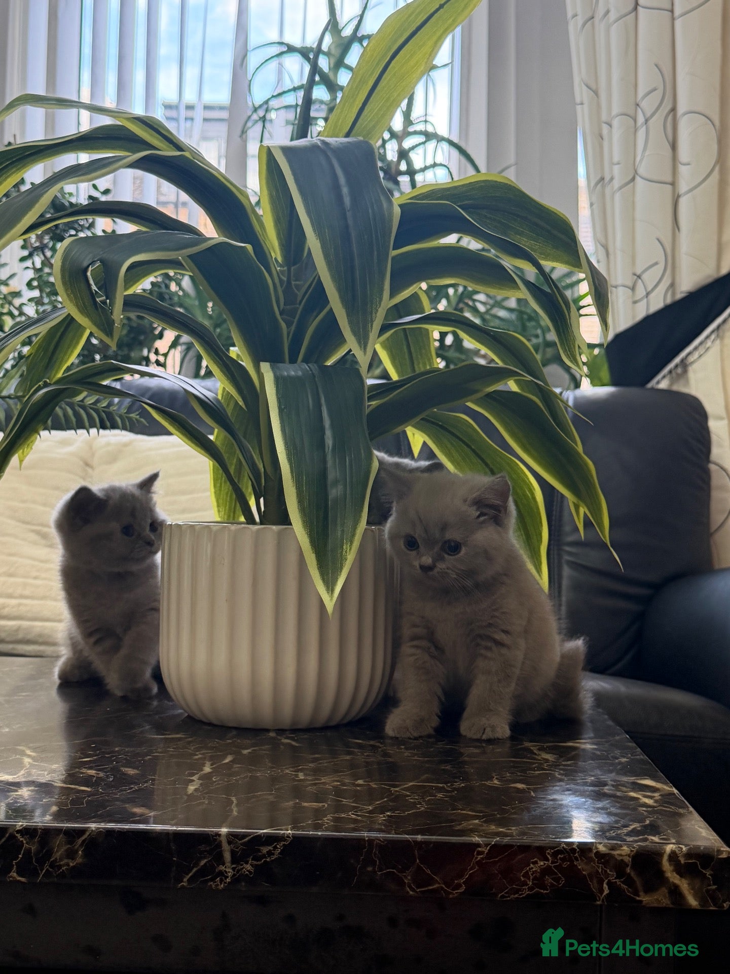 British Shorthair cats GCCF BRITISH SHORTHAIR KITTENS FOR SALE - Advert 13