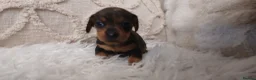 Miniature Dachshund dogs for sale: Miniture dachshund Pups in Mountain Ash - Advert 4