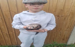 Ferret rodents for sale: Stunning ferret kits - Image 1