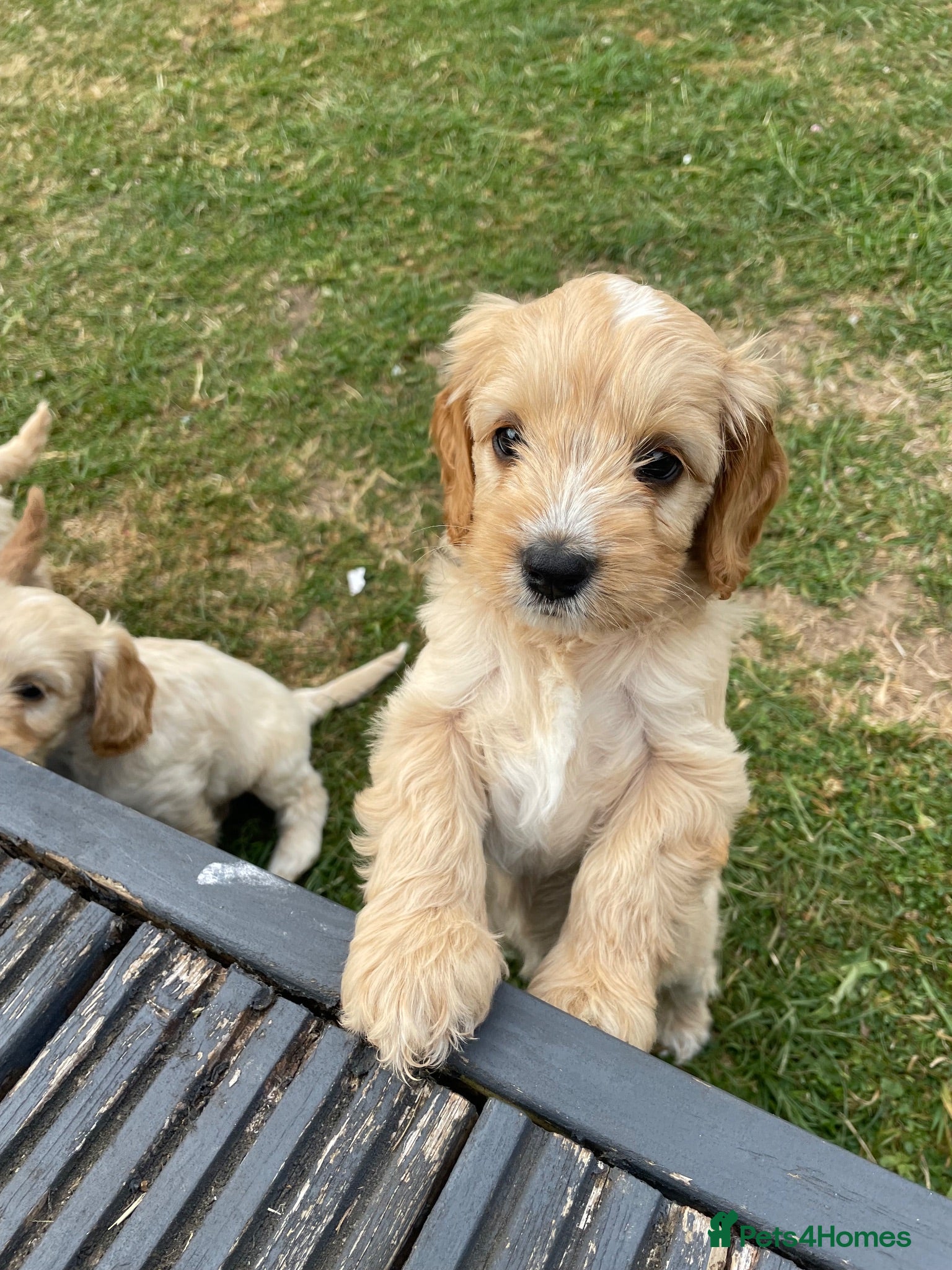 Cockapoo dogs Cockapoo puppies - Advert 2