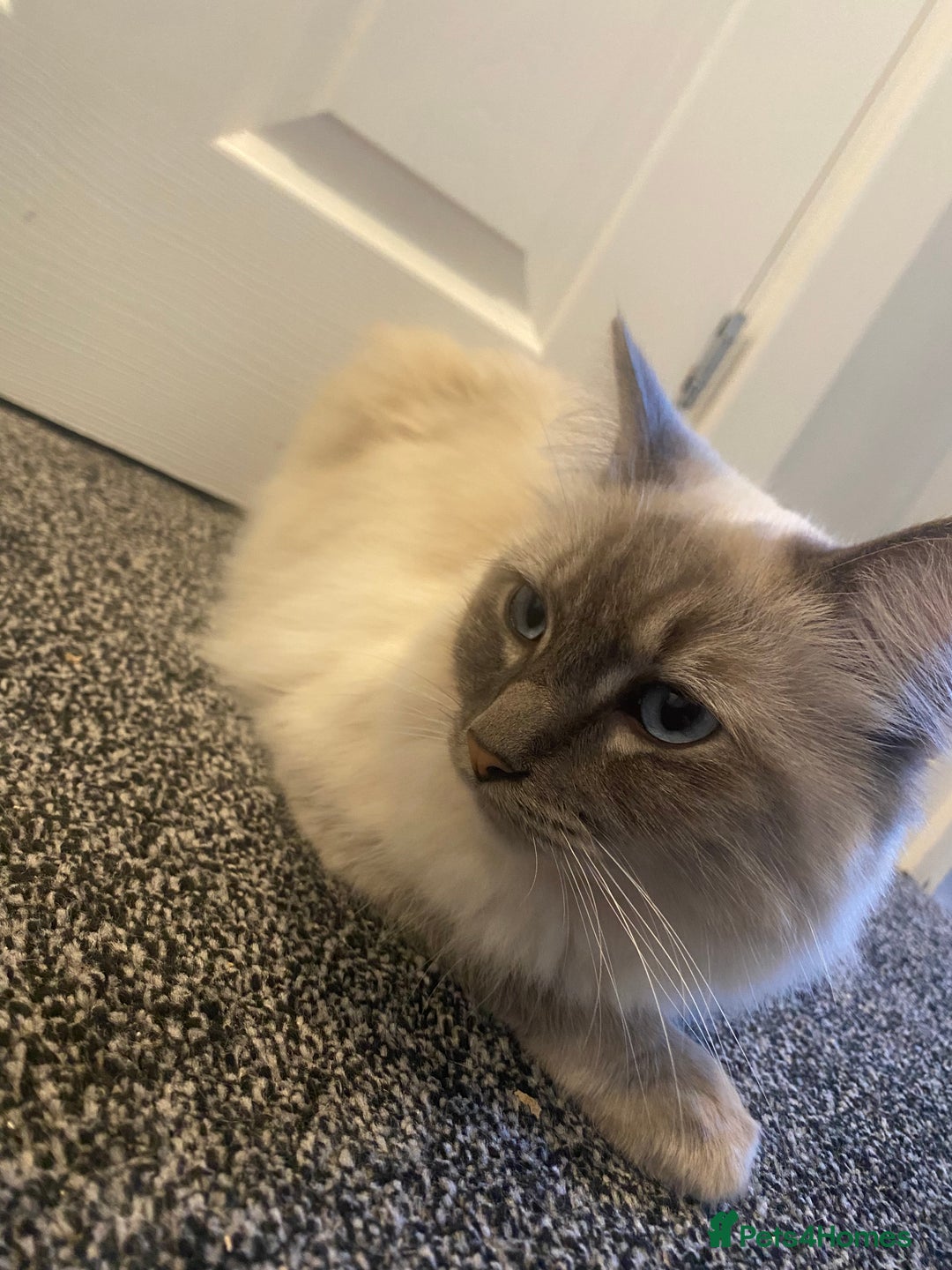 Ragdoll cats for sale: Lovely Ragdoll boy looking for forever home  - Advert 7
