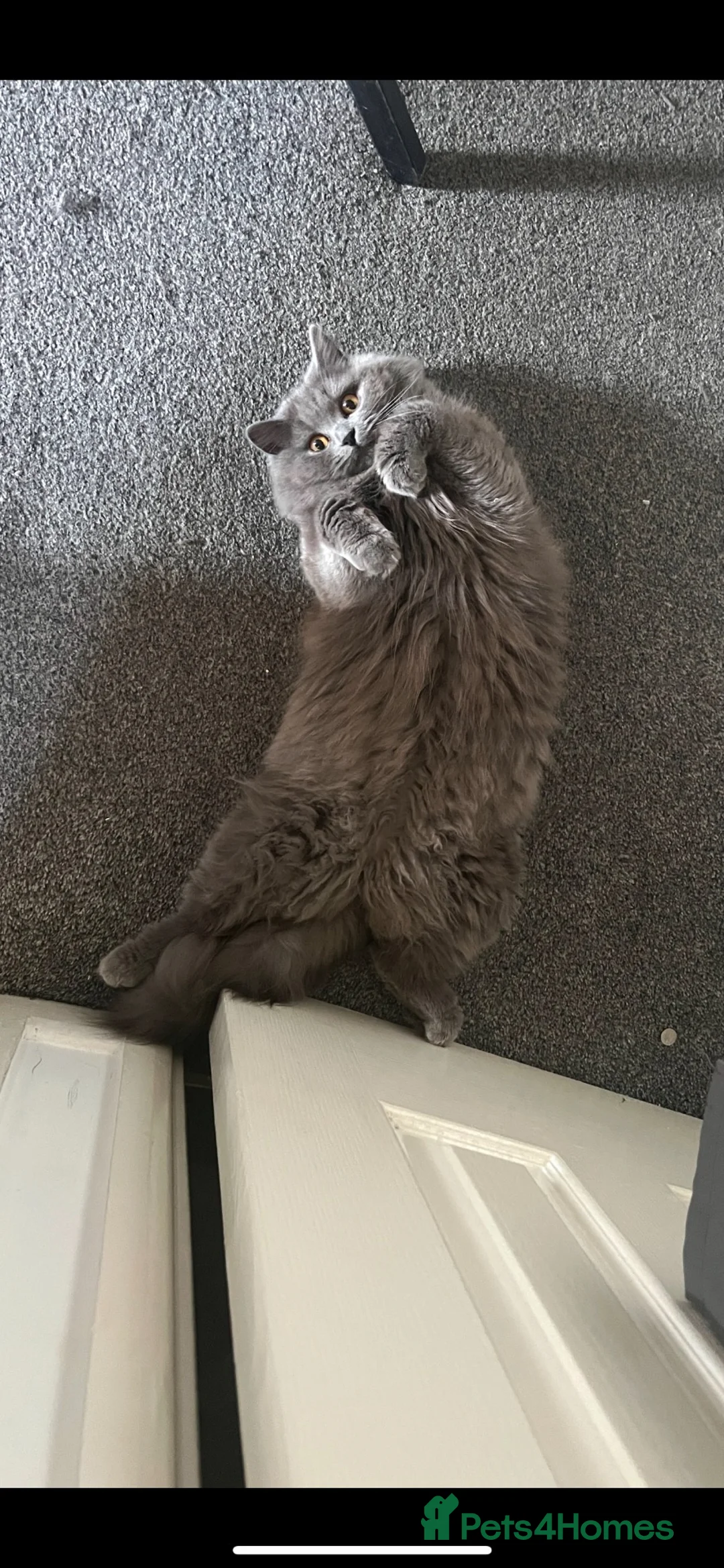 British Longhair cats for sale: British longhair  - Advert 2