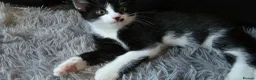 Mixed Breed cats for sale: kittens - Advert 2