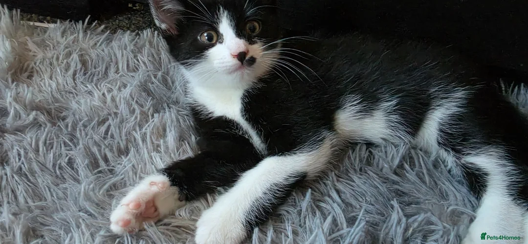 Mixed Breed cats for sale: kittens - Advert 2