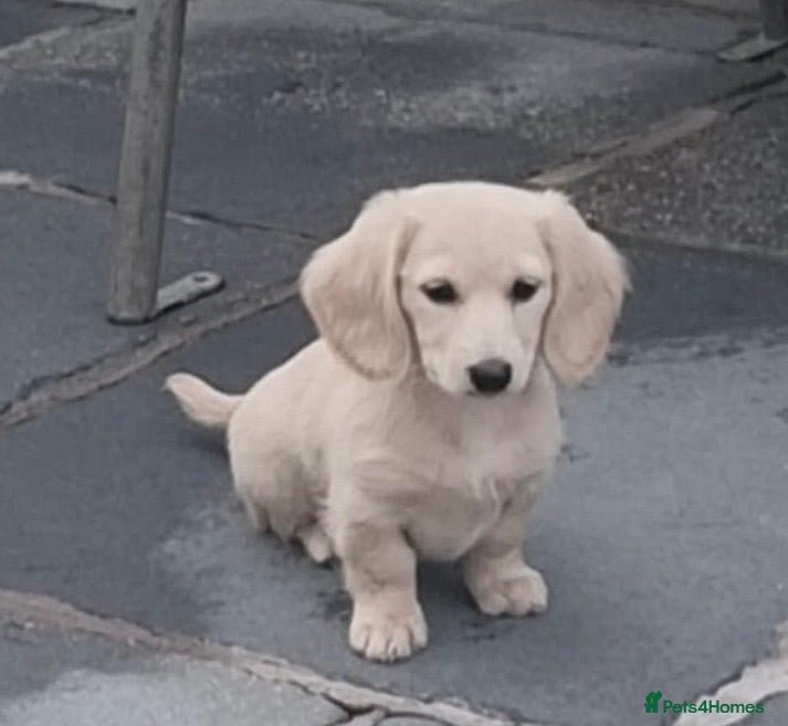 Miniature Dachshund dogs PRA clear & KC reg Stunning Long hair Puppies - Advert 1