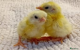 Chickens poultry for sale: Beautiful, days old Serama Chicks Available in Ruardean - Image 2
