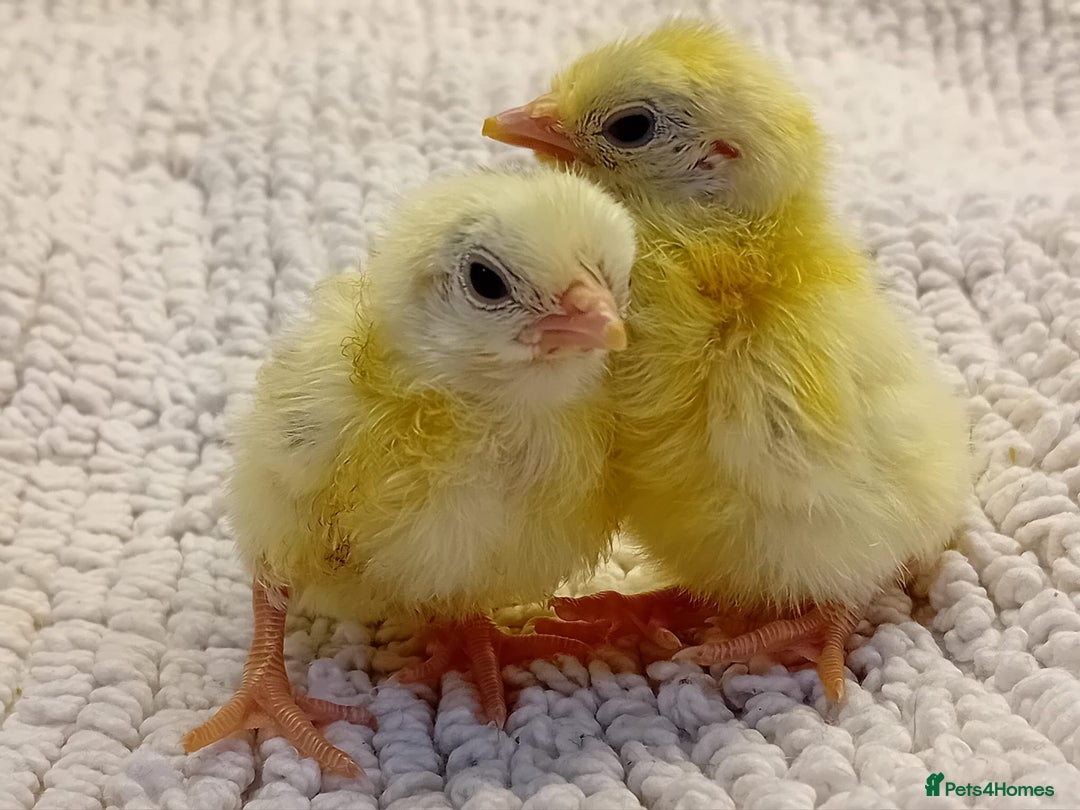 Chickens poultry for sale: Beautiful, days old Serama Chicks Available in Ruardean - Image 2