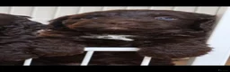 Cockapoo dogs for sale: Chocolate cockerpoos  - Advert 4