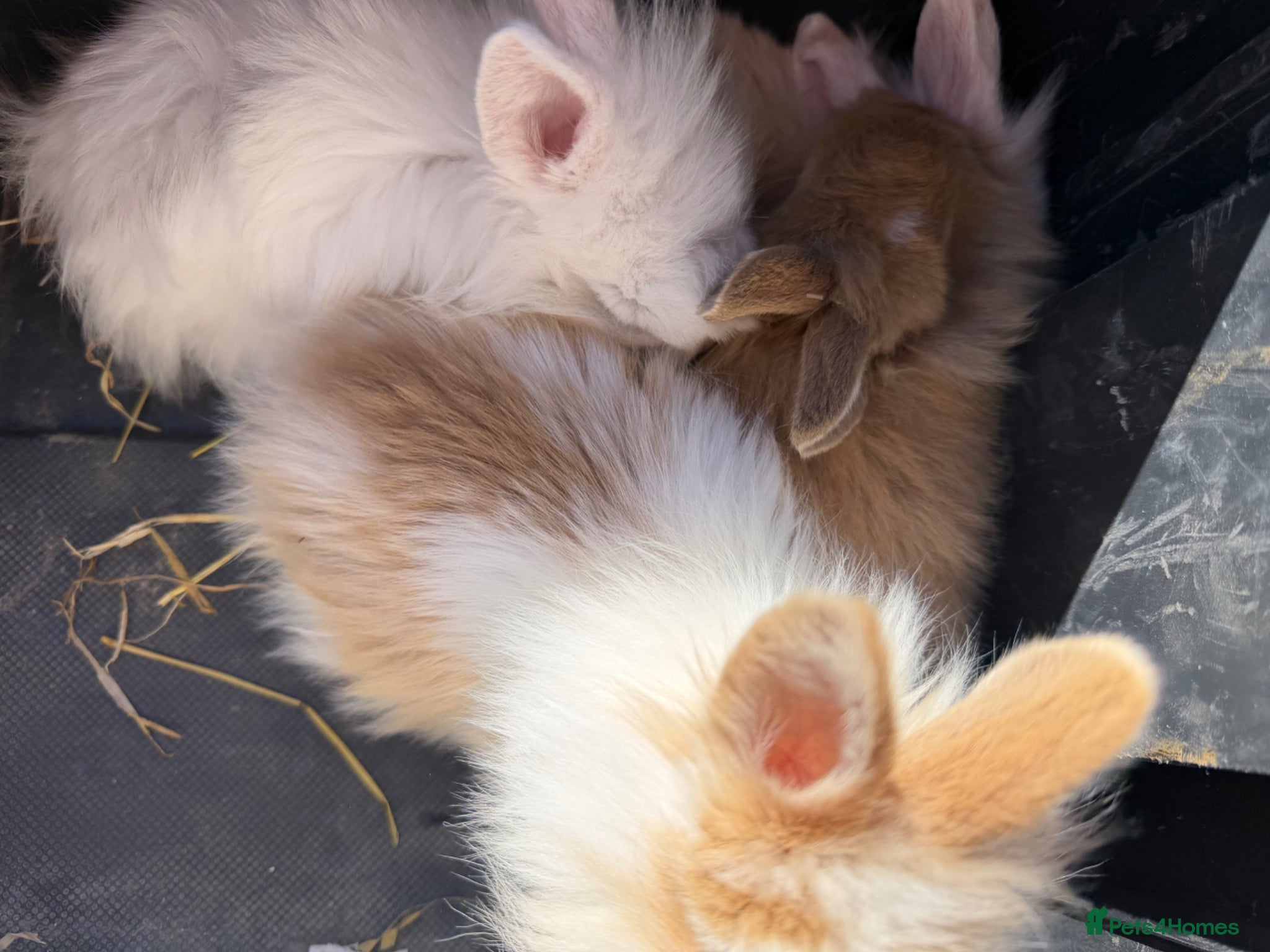 Mixed Breed rabbits 2 beautiful plush lops x neverland dwarfs  - Advert 1