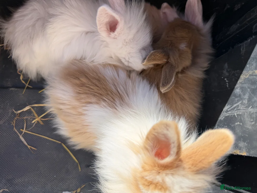 Mixed Breed rabbits for sale: 2 beautiful plush lops x neverland dwarfs  in Saltburn-by-the-Sea - Advert 1