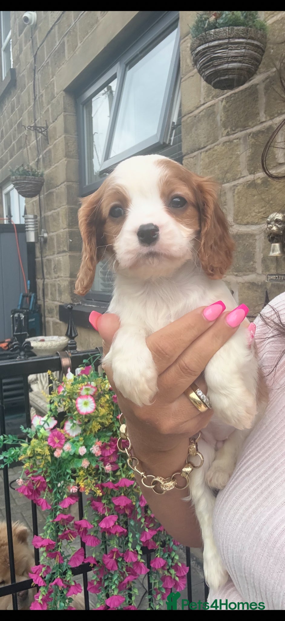 Cavalier King Charles Spaniel dogs Kc cavalier puppies dna clear  - Advert 2