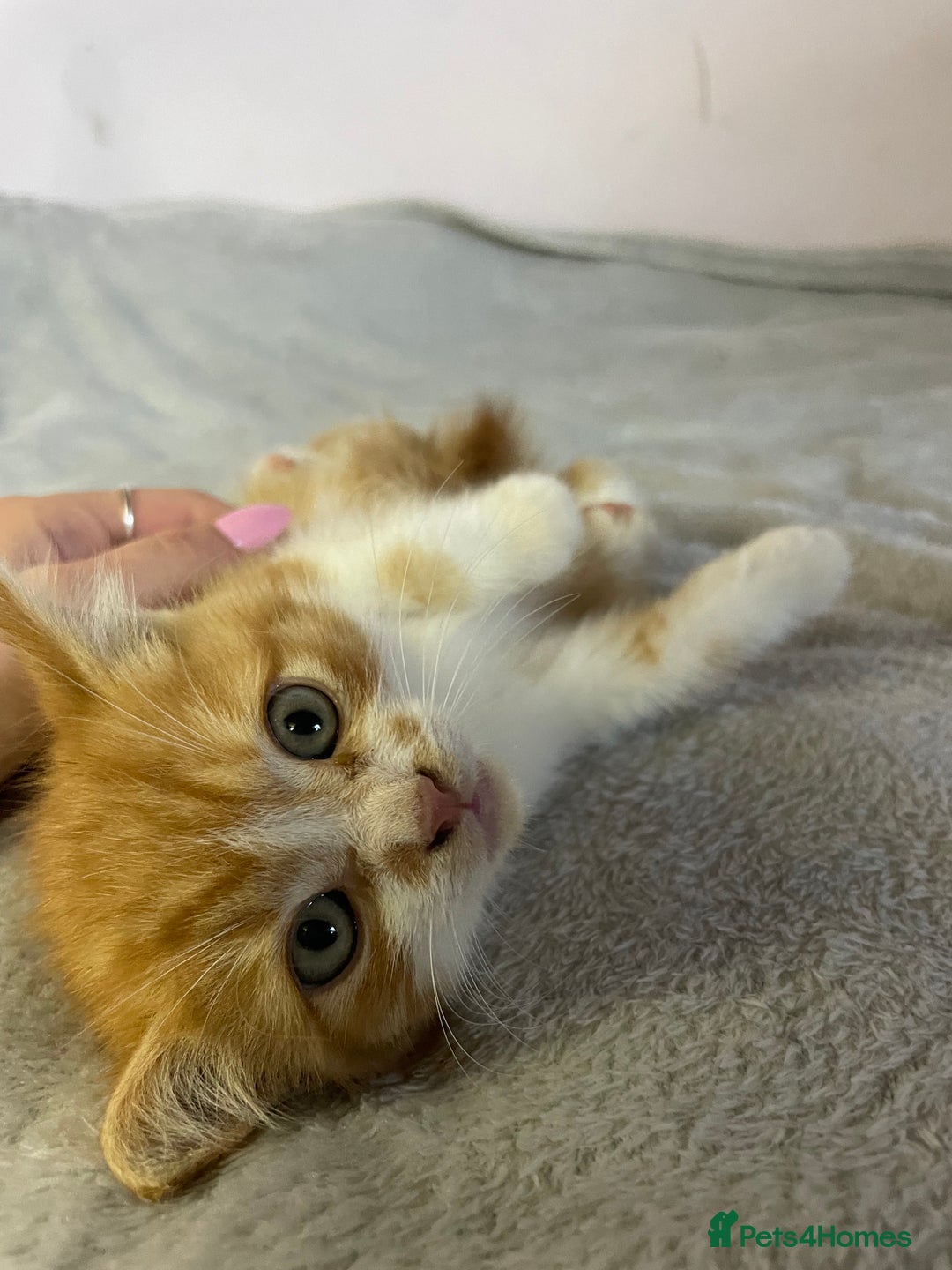 British Shorthair cats for sale: Four kittens ready to go (prices vary) - Image 8