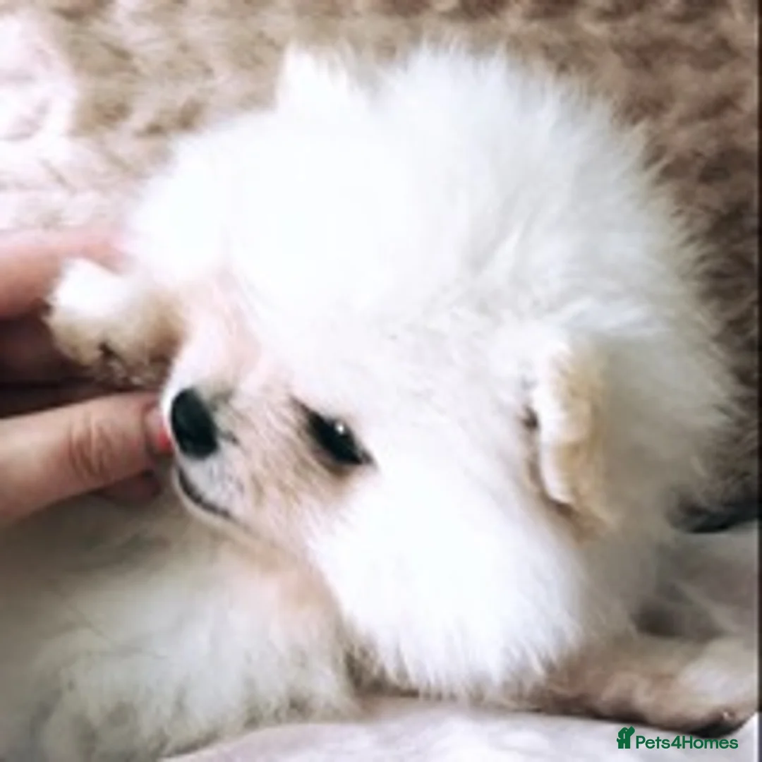 Pomeranian dogs for stud: 1.9kg tiny Proven Ukraine import stud kc reg  in Ferryhill - Advert 18