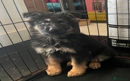 German Shepherd dogs for sale: German Shepherd Puppies Liver Isabella Blue Black  - Advert 10