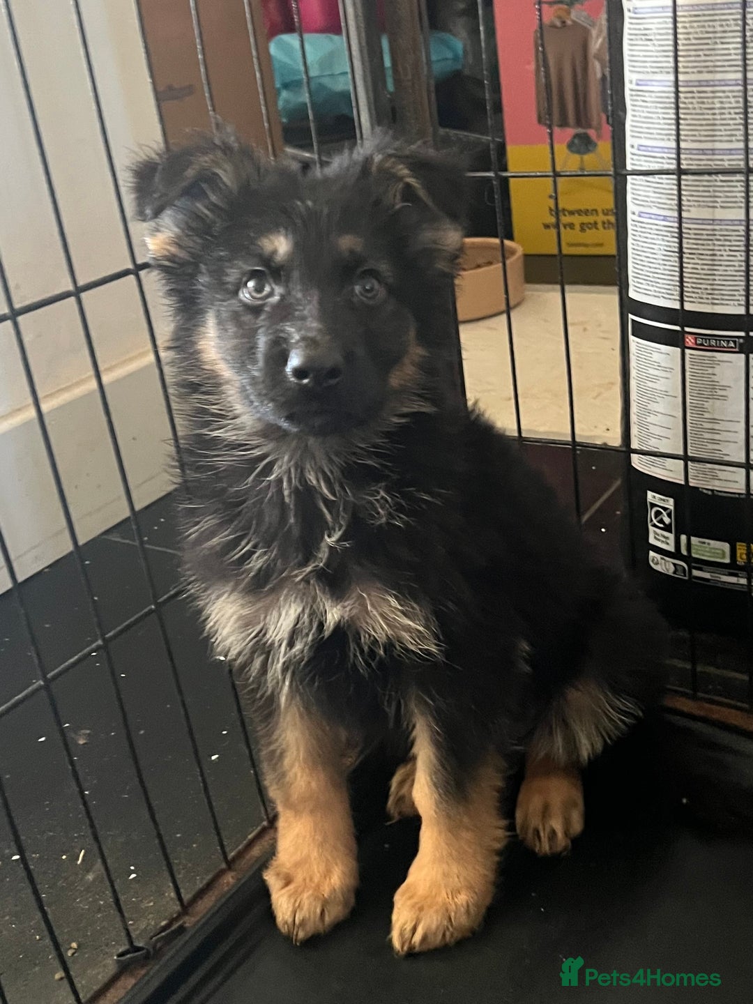 German Shepherd dogs for sale: German Shepherd Puppies Liver Isabella Blue Black  - Advert 10