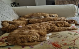 Miniature Poodle dogs for sale: Beautiful Miniature poodles  - Image 29