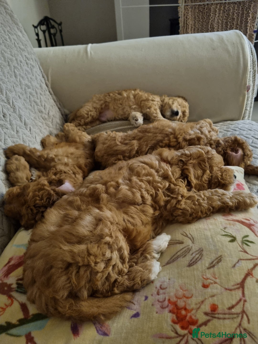 Miniature Poodle dogs for sale: Beautiful Miniature poodles  - Image 29