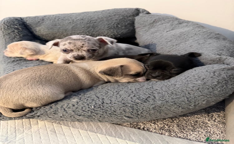 Chihuahua dogs - Advert 14