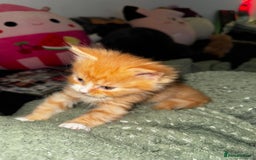 Mixed Breed cats for sale: The cutest Mixed Kittens - Image 13